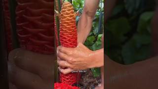 Why They Squeeze This Flower 😨 SomratFacts007 viral shorts [upl. by Aniret]