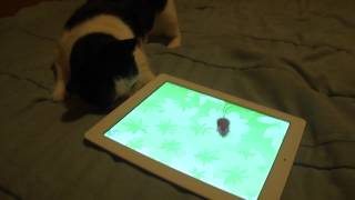 cat chases mouse on ipad [upl. by Niram]