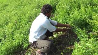 Manual harvesting of Stevia leaves [upl. by Megdal]