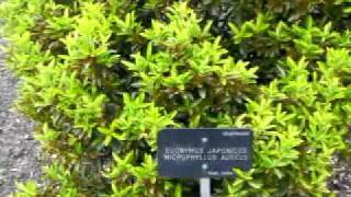 Euonymus Japonincus Microphyllus Aureus [upl. by Lamberto]