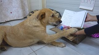 Sad Shelter Dogs Reaction When She Receives Sweet Letter From Adoptive Mom  Howl Of A Dog [upl. by Rtoip405]