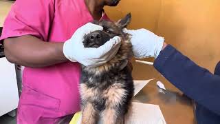 Ear infection treatment in german shepherd puppy [upl. by Schrader366]