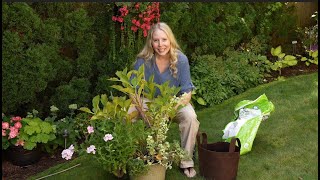 Potting up a Hydrangea that was Propagated Three Seasons Ago [upl. by Brufsky874]