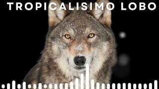 Tropicalisimo Lobo  Las Mil y Una Noche [upl. by Lorry]