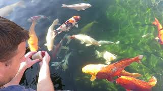 Handfeeding giant Koi fish  Jumbo Koi Fütterung mit der Hand [upl. by Nnairrehs151]