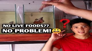 DIY fish food for my betta fishes High in proteinenglish sub [upl. by Korns]