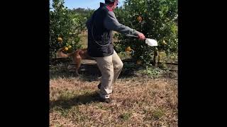 Early Detection of Citrus Greening using Dogs [upl. by Brown66]