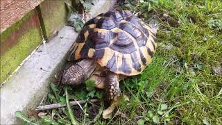 Hermanns Tortoise Feeding [upl. by Acinok]