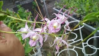 Dendrobium leporinum si cantik dari Maluku [upl. by Layton]