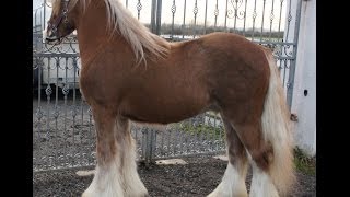 James Taylor  My life with Gypsy Horses [upl. by Zephan39]