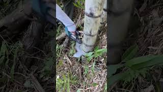 Electric Bamboo🎍 Cutting bamboo satisfying diy [upl. by Lamdin]