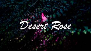 English Lyrics Lolo Zouaï  Desert Rose Official Audio [upl. by Leatrice]