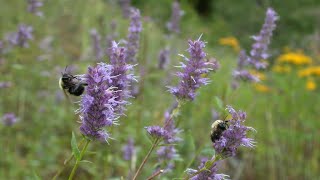 5 AGASTACHE NATIVE TO NORTH AMERICA [upl. by Youlton353]