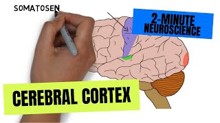 2Minute Neuroscience Cerebral Cortex [upl. by Silber]