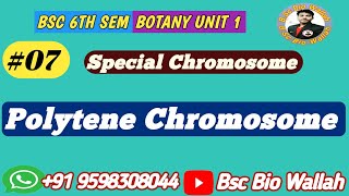 Polytene Chromosome  Gaint or Special Chromosome  Cell Biology Bsc 6th Sem [upl. by Michelle802]