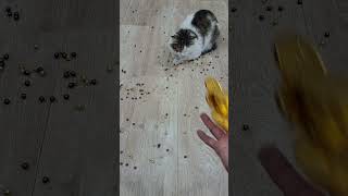 Cat Satisfying Video ASMR 144 [upl. by Ennovy113]