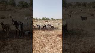 Goats and sheep eating grass with a morning group in the forest [upl. by Asiled]