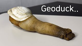 What Is So Unique About a Geoduck   Geoduck Dissection [upl. by Alpers]