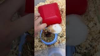 Anne hamster’a çaktırmadan yavruları kontrol edip kokunun kaynağını bulmam gerek😢 hamsters merak [upl. by Maximilien]