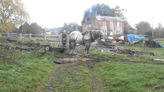 Percheron Stallion Axl shifting timberMOV [upl. by Eelreveb552]