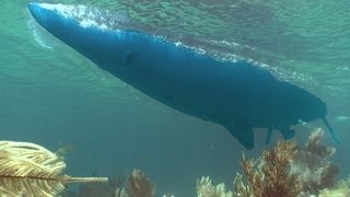 Barbuda reef sailing [upl. by Acimad]