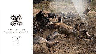 Unbelievable Interaction between hyena and Vultures Virtual Safari 143 [upl. by Eniamrahc317]