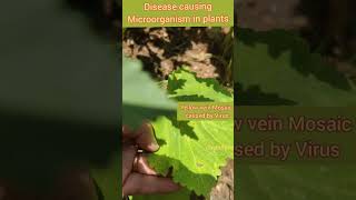 Yellow vein Mosaic initial stage Okra Leaves Disease causing Microorganisms Class 8 Science [upl. by Viradis]