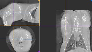 Canine patient w mass on scapula scanned by Vimago HDVI CT [upl. by Secnirp]