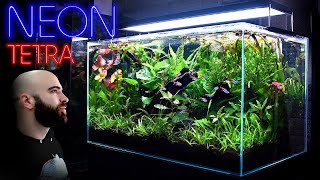 Building the Perfect Neon Tetra Jungle Aquarium w biotopia [upl. by Nodnarg]