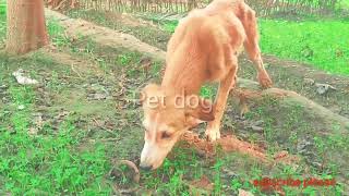 Puppies playtime🐕 Pet Dog [upl. by Alroi200]