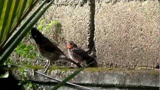 Red Vented Bulbul Konda Kurulla [upl. by Kathleen]