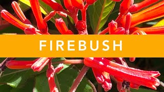 FIREBUSH  Florida Native Plants [upl. by Acile]