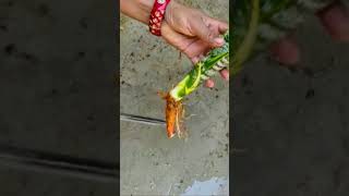 Unique Way to Propagate Snake Plant  90 Days Growth Update shorts youtubeshorts snakeplantgrow [upl. by Airemat101]