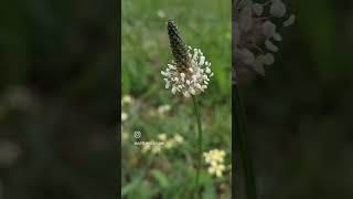 🧚🏽‍♀️🍃 Plantain Lancéolé  Plantago lanceolata🍃 plantain plantainlancéolé piquredemoustique [upl. by Myna]