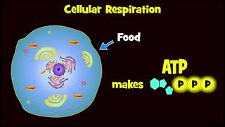 Glycolysis and Exploding Sugar Demo [upl. by Aicenert]