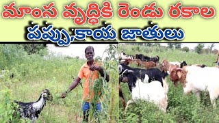 protein fodder for sheep amp goats farming మాంస వృద్ధికి రెండు రకాల మేత [upl. by Eniale]