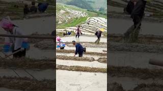 Heart Working China Mountain Farming youtubeshorts viralvideo viralshort tiktok song shorts [upl. by Deck]