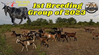 1st Breeding Group of 2023 [upl. by Llenrac]