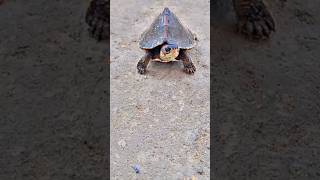 Roofed turtles 🐢 short youtubeshorts khachar fishing [upl. by Noami190]