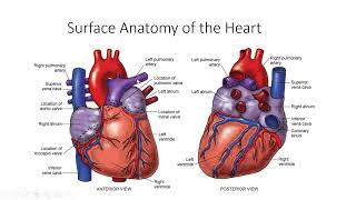 Anatomy and Physiology of the heart [upl. by Narah15]