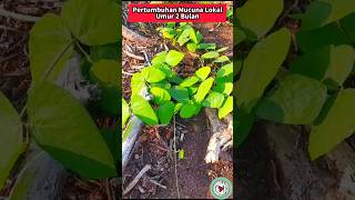 Pertumbuhan Mucuna bracteata Lokal Umur 2 Bulan [upl. by Allina]