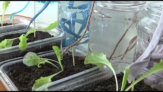 The EASIEST DRIP IRRIGATION DIY in a FEW MINUTES [upl. by Sutherland]