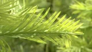 Wollemi Pine [upl. by Cora]