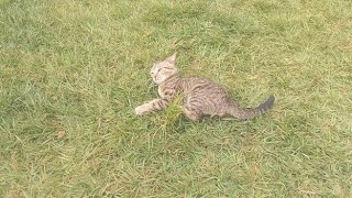 l fed my cat catnipzoomies hit [upl. by Inaliel]