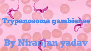 Trypanosoma gambiense Lifecycle Part1 [upl. by Ettener]