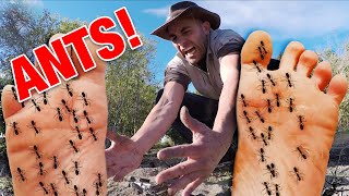 STUNG by 500 Fire Ants  Bullet Ant Sting ULTIMATE ANT STING [upl. by Andrien804]