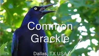 Common Grackle  Great Tailed Grackle Bird Sounds [upl. by Cavanaugh918]