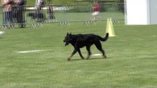 Beauceron Nationale d Elevage 2009 Ring 3 4 partie [upl. by Modnar]