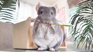 Chinchilla 🐹 The Fluffiest Pet [upl. by Farleigh]