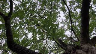 Black locust  canopy  September 2024 [upl. by Gladdy773]